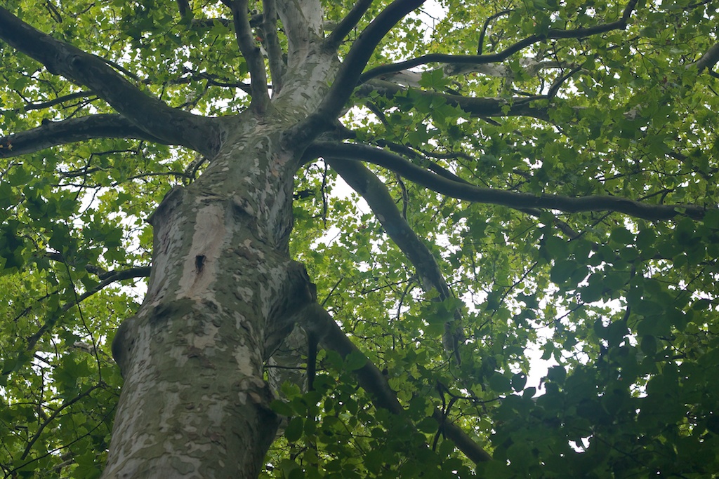 Looking Up